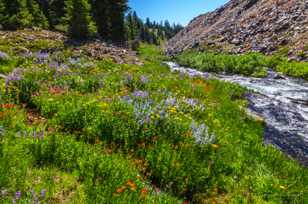 Wildflowers along Fall Creek-5973.jpg